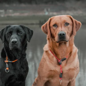 Field Trail Pro Slip Collar